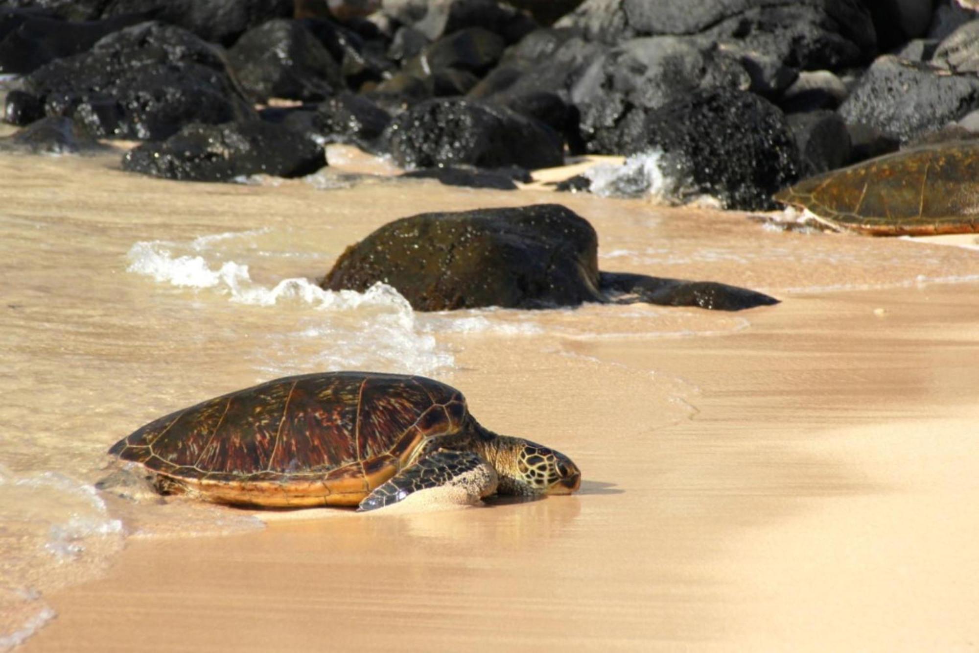 Wailea Ekolu 1604 Villa Kihei Bagian luar foto